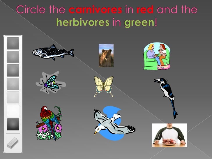 is a mouse a carnivore herbivore or omnivore