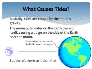 What Causes Tides?
Basically, tides are caused by the moon’s
gravity.
The moon pulls water on the Earth toward
itself, causing a bulge on the side of the Earth
near the moon.
           Water bulges on the side of
           the Earth nearest the moon.




But there’s more to it than that.
 
