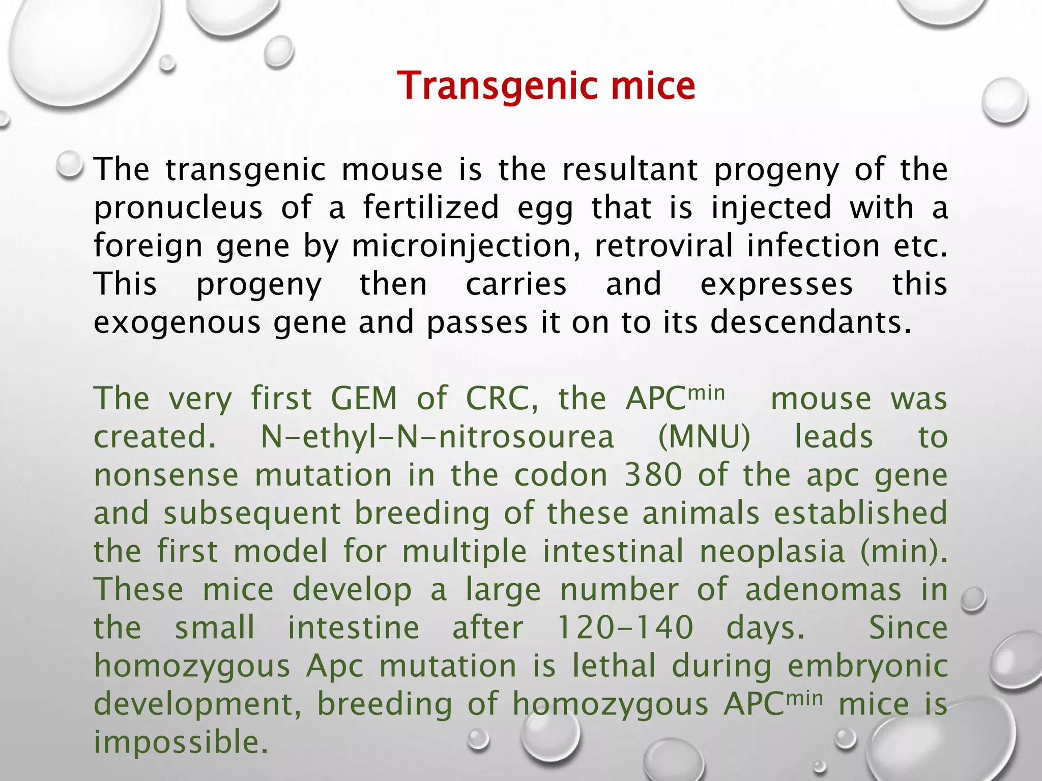 Transgenic mice
The transgenic mouse is the resultant progeny of the
pronucleus of a fertilized egg that is injected with a
foreign gene by microinjection, retroviral infection etc.
This progeny then carries and expresses this
exogenous gene and passes it on to its descendants.
The very first GEM of CRC, the APCmin mouse was
created. N-ethyl-N-nitrosourea (MNU) leads to
nonsense mutation in the codon 380 of the apc gene
and subsequent breeding of these animals established
the first model for multiple intestinal neoplasia (min).
These mice develop a large number of adenomas in
the small intestine after 120-140 days. Since
homozygous Apc mutation is lethal during embryonic
development, breeding of homozygous APCmin mice is
impossible.
 