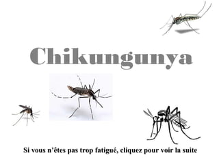Chikungunya
Si vous n’êtes pas trop fatigué, cliquez pour voir la suiteSi vous n’êtes pas trop fatigué, cliquez pour voir la suite
 