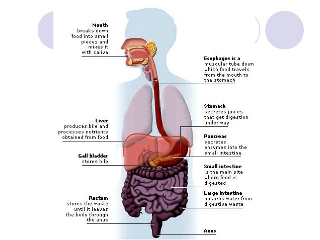 Digestion in the mouth