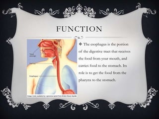 FUNCTION
 The esophagus is the portion
of the digestive tract that receives
the food from your mouth, and
carries food to the stomach. Its
role is to get the food from the
pharynx to the stomach.
 