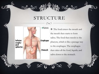 STRUCTURE
 The food enters the mouth and
the mouth then starts to form
saliva. The food then travels to the
pharynx, which is like a passage way
to the esophagus. The esophagus
then takes all the food, liquids, and
saliva down to the stomach.
 