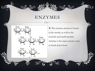 ENZYMES
 The enzyme amylase is found
in the mouth, as well as the
stomach and small intestine.
Amylase is the main enzyme used
to break down food.
 