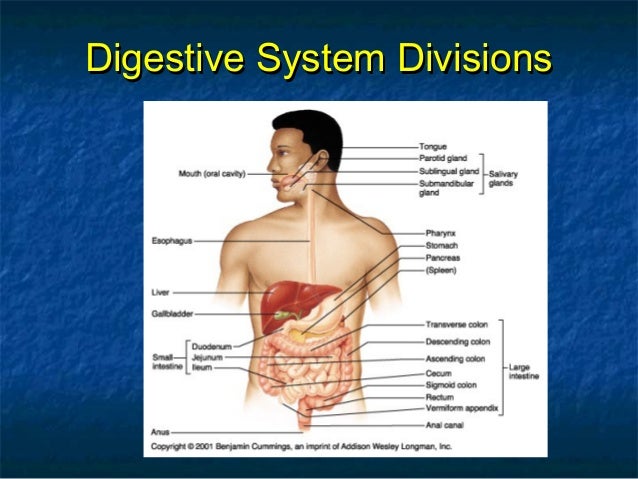 Mouth and esophagus ( anatomy , physiology)