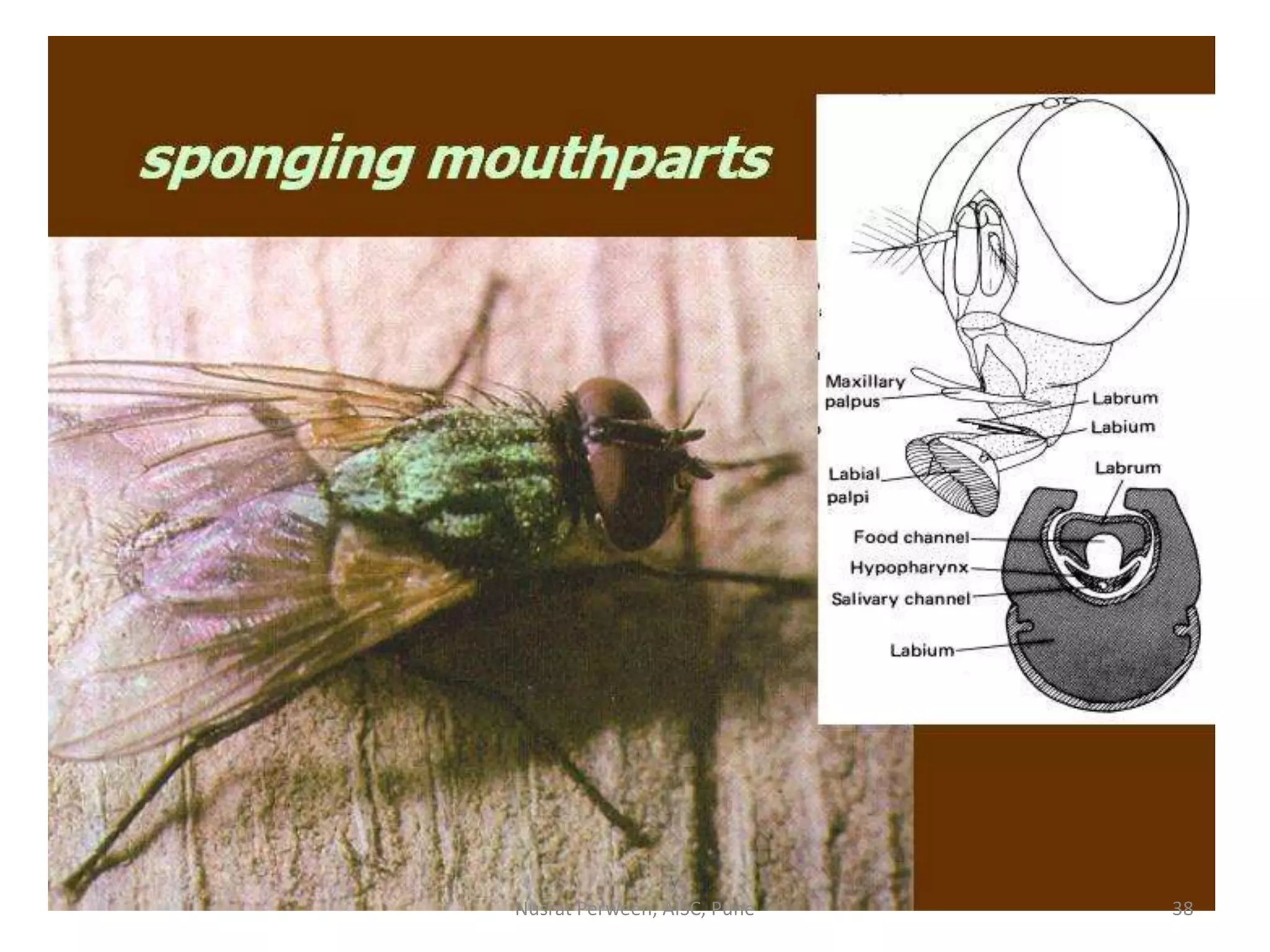 Mouth parts of insect | PPTX