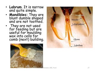 Bug Labrum Mouth parts of insect | PPTX