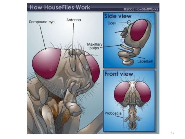 Fly Proboscus Mouth parts of insect | PPTX | Dental Health | Diseases and Conditions