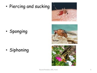 Mouth parts of insect | PPTX