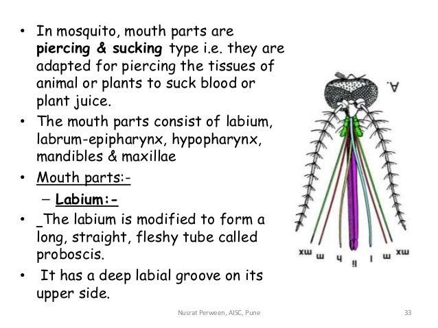 Mouth parts of insect