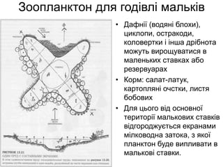 Зоопланктон для годівлі мальків
• Дафнії (водяні блохи),
циклопи, остракоди,
коловертки і інша дрібнота
можуть вирощуватися в
маленьких ставках або
резервуарах
• Корм: салат-латук,
картопляні очстки, листя
бобових
• Для цього від основної
території малькових ставків
відгороджується екранами
мілководна затока, з якої
планктон буде випливати в
малькові ставки.
 