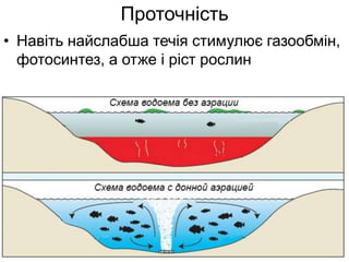 Проточність
• Навіть найслабша течія стимулює газообмін,
фотосинтез, а отже і ріст рослин
 
