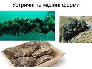 Устричні та мідійні ферми
 
