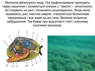 Молюски фільтрують воду. Усе відфільтроване проходить
через кишечник і склеюється слизом у “пакети” – аглютинати,
які осідають на дно і починають розкладатись. Якщо вони
вкривають дно товстим шаром, створюється безкисневе
середовище і все живе на дні гине. Виникає вторинне
забруднення. Так буває при відсутності течії і значному
скупченні молюсків.
 