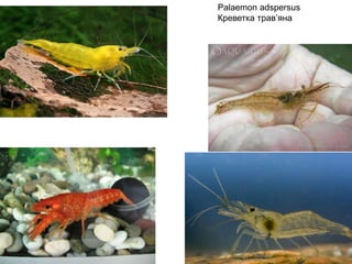 Palaemon adspersus
Креветка трав’яна
 