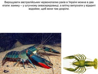 Вирощувати австралійських червонопалих раків в Україні можна в два
етапи: взимку – у штучному аквасередовищі, а влітку випускати у відкриті
водойми, щоб вони там дозріли.
 