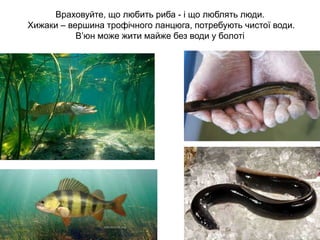 Враховуйте, що любить риба - і що люблять люди.
Хижаки – вершина трофічного ланцюга, потребують чистої води.
В’юн може жити майже без води у болоті
 