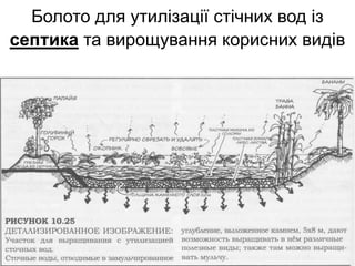 Болото для утилізації стічних вод із
септика та вирощування корисних видів
 