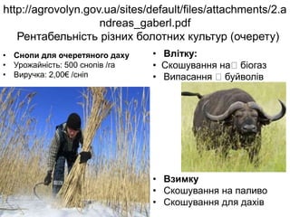 http://agrovolyn.gov.ua/sites/default/files/attachments/2.a
ndreas_gaberl.pdf
Рентабельність різних болотних культур (очерету)
• Снопи для очеретяного даху
• Урожайність: 500 снопів /га
• Виручка: 2,00€ /сніп
• :
• Влітку:
• Скошування на біогаз
• Випасання буйволів
• Взимку
• Скошування на паливо
• Скошування для дахів
 