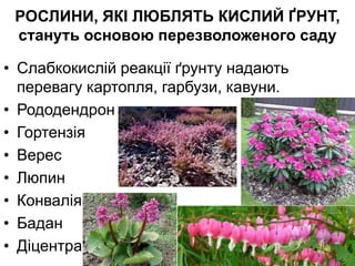 РОСЛИНИ, ЯКІ ЛЮБЛЯТЬ КИСЛИЙ ҐРУНТ,
стануть основою перезволоженого саду
• Слабкокислій реакції ґрунту надають
перевагу картопля, гарбузи, кавуни.
• Рододендрон
• Гортензія
• Верес
• Люпин
• Конвалія
• Бадан
• Діцентра
 