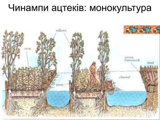 Чинампи ацтеків: монокультура
 