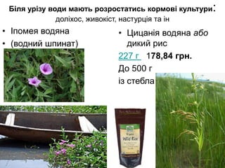 Біля урізу води мають розростатись кормові культури:
доліхос, живокіст, настурція та ін
• Іпомея водяна
• (водний шпинат)
• Цицанія водяна або
дикий рис
227 г 178,84 грн.
До 500 г
із стебла
 