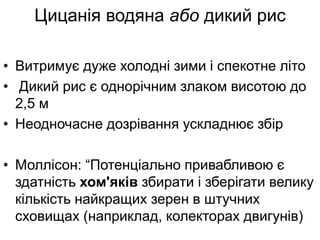 Цицанія водяна або дикий рис
• Витримує дуже холодні зими і спекотне літо
• Дикий рис є однорічним злаком висотою до
2,5 м
• Неодночасне дозрівання ускладнює збір
• Моллісон: “Потенціально привабливою є
здатність хом'яків збирати і зберігати велику
кількість найкращих зерен в штучних
сховищах (наприклад, колекторах двигунів)
 
