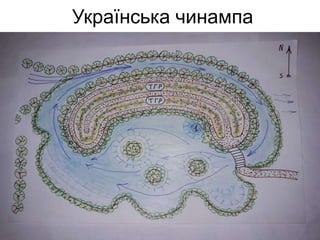Українська чинампа
 