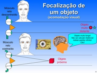 Focalização de um objeto (acomodação visual) Reto Reto Objeto muito longe! Não sei calcular distância! Adotar padrão infinito! Céu! Objeto próximo Músculo reto contraído Músculo reto descontraído Objeto muito distante 