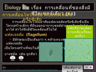 เรื่อ ง การเคลื่อ นที่ข องสิง มี
่
ชีว ิต เซลล์เ ดีย ว (ต่อ
การเคลื่อ นไหวโดยอาศัย แฟลเจลลัม )
หรือ ซิเ ลีย

การเคลื่อ นไหวโดยอาศัย แฟลเจลลัม หรือ ซิเ ลีย ซึ่ง เป็น
โครงสร้า งเล็ก ๆ ที่ย ื่น ออกมาจากเซลล์ส ามารถโบกพัด ไป
คลิก ที่ภ าพแสดง
มาได้ ทำา ให้ส ิ่ง มีช ีว ิต เคลื่อ นที่ไ ปได้
การเคลื่อ นที่ข อง
แฟลเจลลัม (flagellum)
ยูก ลีน า
- มีล ัก ษณะเป็น เส้น ยาว ๆ คล้า ยหนวดยาวกว่า ซิเ ลีย
แฟลเจลลัม
เป็น โครงสร้า งที่พ บในสิ่ง มีช ีว ิต เซลล์เ ดีย ว
บางชนิด เช่น ยูก ลีน ่า วอลวอกซ์

ที่ม า
http://www.wwa-fs.bayern.de/datenufakten/Biologie/Flagellaten.htm

เพิ่ม เติม ราย

 