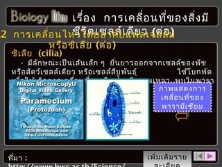 เรื่อ ง การเคลื่อ นที่ข องสิง มี
่
ชีว ิต เซลล์เ ดีย ว (ต่อ )
.2 การเคลื่อ นไหวโดยอาศัย แฟลเจลลัม
หรือ ซิเ ลีย (ต่อ )

ซิเ ลีย (cilia)

- มีล ัก ษณะเป็น เส้น เล็ก ๆ ยื่น ยาวออกจากเซลล์ข องพืช
หรือ สัต ว์เ ซลล์เ ดีย ว หรือ เซลล์ส ืบ พัน ธุ์
ใช้โ บกพัด
เพื่อ ให้เ กิด การเคลื่อ นที่ภ ายในนำ้า หรือ ของเหลว พบในพารา
ภาพแสดงการ
มีเ ซีย ม พลานาเรีย
เคลื่อ นที่ข อง
พารามีเ ซีย ม

ที่ม า :

เพิ่ม เติม ราย

 