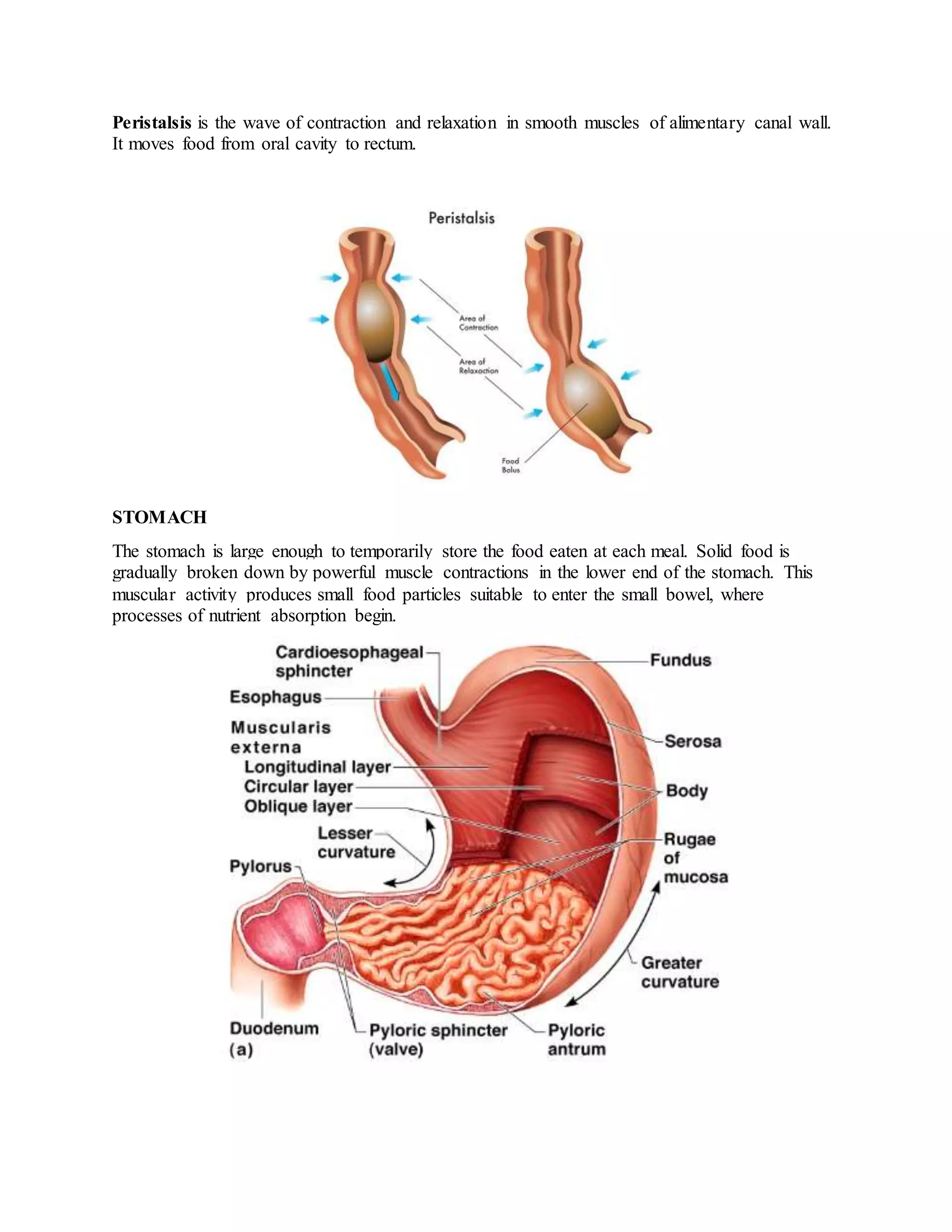 Movement of-git-and-motility | DOCX