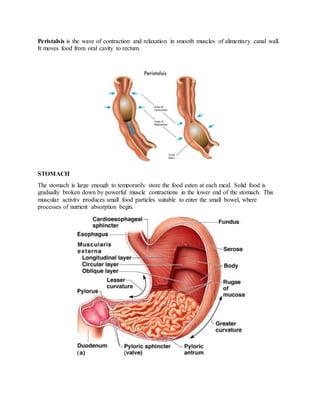 Peristalsis is the wave of contraction and relaxation in smooth muscles of alimentary canal wall.
It moves food from oral cavity to rectum.
STOMACH
The stomach is large enough to temporarily store the food eaten at each meal. Solid food is
gradually broken down by powerful muscle contractions in the lower end of the stomach. This
muscular activity produces small food particles suitable to enter the small bowel, where
processes of nutrient absorption begin.
 