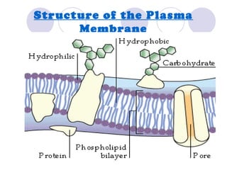 Structure of the Plasma
Membrane
 