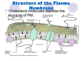 Structure of the Plasma
Membrane
Cholesterol molecules stabilise the
structure of PM.
 