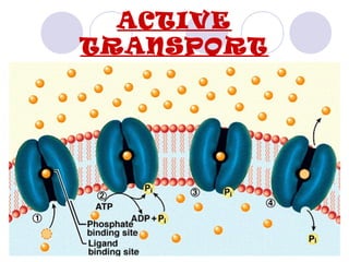 ACTIVE
TRANSPORT
 