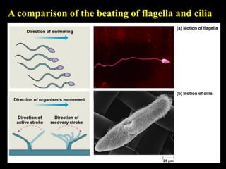 A comparison of the beating of flagella and cilia
 