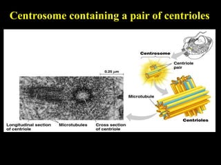 Centrosome containing a pair of centrioles
 