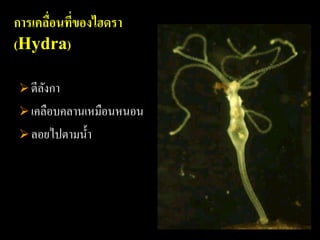 การเคลือนทีของไฮดรา
       ่ ่
(Hydra)

 ตีลงกา
     ั
 เคลือบคลานเหมือนหนอน
 ลอยไปตามน้ า
 