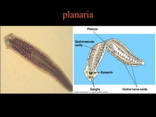 planaria
 