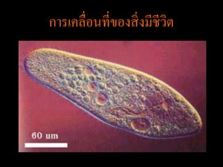 การเคลื่อนที่ของสิ่ งมีชีวต
                          ิ
 