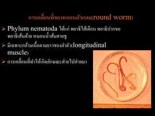 การเคลื่อนที่ของหนอนตัวกลม(round worm)
 Phylum       nematoda ได้แก่ พยาธิไส้เดือน พยาธิปากขอ
  พยาธิเส้นด้าย หนอนน้ าส้มสายชู
 มีเฉพาะกล้ามเนื้ อตามยาวของลาตัว(longitudinal
  muscle)
 การเคลื่อนที่ทาให้เกิดลักษณะส่ ายไปส่ ายมา
 
