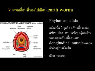  การเคลื่อนที่ของไส้เดือน(earth   worm)

                      - Phylum annelida
                      - กล้ามเนื้อ 2 ชุดคือ กล้ามเนื้อวงกลม
                        (circular muscle) อยูทางด้าน  ่
                        นอก และกล้ามเนื้อตามยาว
                        (longitudinal muscle) ตลอด
                                 ่
                        ลาตัวอยูทางด้านใน
                      - เดือย(setae)
 