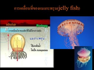 การเคลื่อนที่ของแมงกะพรุ น(jelly fish)
 