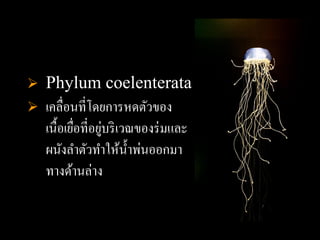  Phylum coelenterata
 เคลื่อนที่โดยการหดตัวของ
                 ่
  เนื้อเยือที่อยูบริ เวณของร่ มและ
          ่
  ผนังลาตัวทาให้น้ าพ่นออกมา
  ทางด้านล่าง
 