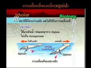 การเคลื่อนที่ของหมึก(squid)
 