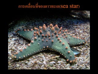 การเคลื่อนที่ของดาวทะเล(sea star)
 