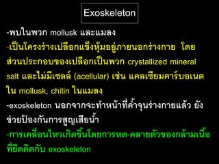 Exoskeleton
-พบในพวก mollusk และแมลง
-เป็ นโครงร่ างเปลือกแข็งหุ้มอยู่ภายนอกร่ างกาย โดย
ส่ วนประกอบของเปลือกเป็ นพวก crystallized mineral
salt และไม่ มีเซลล์ (acellular) เช่ น แคลเซียมคาร์ บอเนต
ใน mollusk, chitin ในแมลง
-exoskeleton นอกจากจะทาหน้ าที่คาจุนร่ างกายแล้ ว ยัง
                                       ้
ช่ วยปองกันการสูญเสียนา
       ้                   ้
-การเคลื่ อนไหวเกิดขึนโดยการหด-คลายตัวของกล้ ามเนือ
                      ้                                  ้
ที่ยดติดกับ exoskeleton
     ึ
 