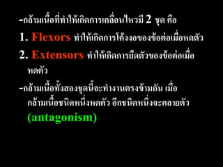 -กล้ ามเนือทีทาให้ เกิดการเคลือนไหวมี 2 ชุด คือ
          ้ ่                 ่
1. Flexors ทาให้ เกิดการโค้ งงอของข้ อต่ อเมือหดตัว
                                                ่
2. Extensors ทาให้ เกิดการยืดตัวของข้ อต่ อเมือ   ่
  หดตัว
-กล้ ามเนือทั้งสองชุดนีจะทางานตรงข้ ามกัน เมือ
           ้            ้                     ่
  กล้ ามเนือชนิดหนึ่งหดตัว อีกชนิดหนึ่งจะคลายตัว
             ้
  (antagonism)
 