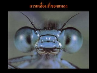 การเคลือนที่ของแมลง
       ่
 